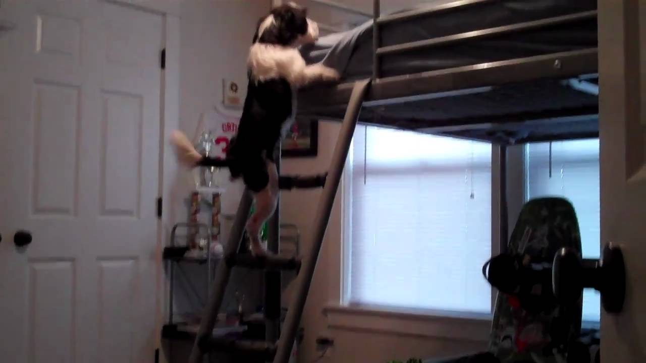 DOG CLIMBING LADDER YouTube