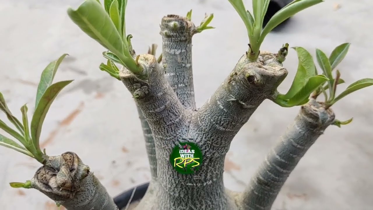 Adenium 11 in 1 Grafting | Tips for successful Grafting