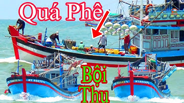 🔴 Hôm Nay Đoàn Pha Súc Cà Ná Bội Thu Cá Cơm Về Cảng Lagi