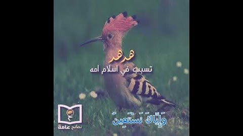 (سورة الفاتحة ) بصوت جميل
