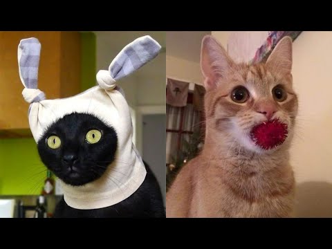 😹Коты 2022 смешные котики. 😹Новые приколы с котами до слез. Я СМЕЯЛСЯ ЧАС 😹Funny cats  2022-2021