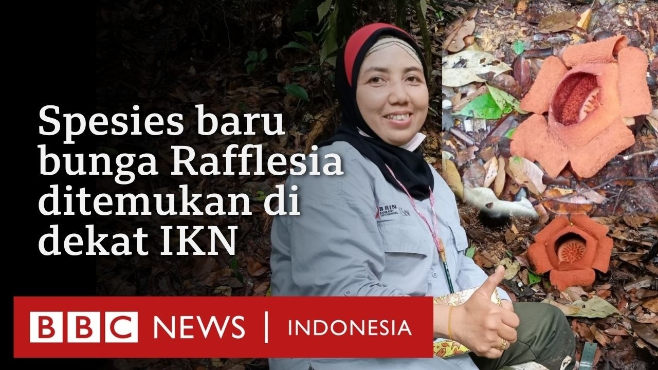 Tim peneliti temukan spesies Rafllesia baru di Kalimantan Timur - BBC News Indonesia