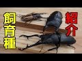 【クワガタ カブトムシ生活】 飼育種とブリードルーム紹介します! 【stag beetle】
