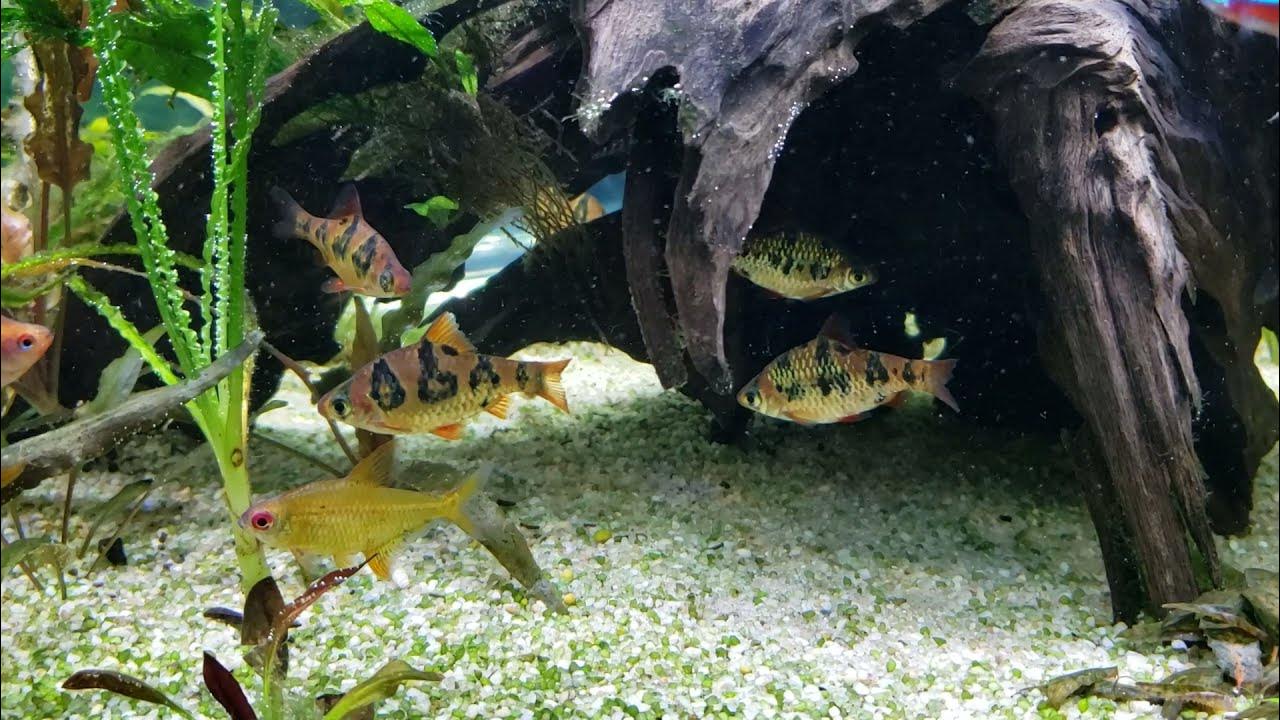 Snakeskin Barbs #27 Daniken Aquatics Top 100 Fish of the Fish House Snakeskin Barbs #27 Daniken Aquatics Top 100 Fish of the Fish House