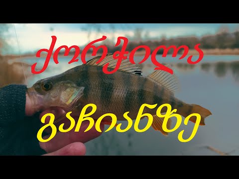 სპინინგით თევზაობა გაჩიანის ტბაზე Gopro Hero 8