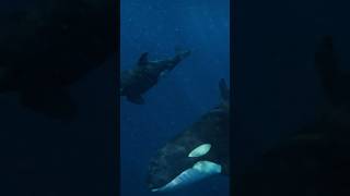 Killer whales surprise me in the water