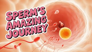The Science of Sperm: How Your Body Makes Millions of Tiny Swimmers