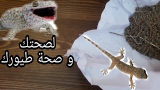 كيف تمنع الوزغ ( أبو بريص) من دخول المنزل بطريقة سهلة و فعالة