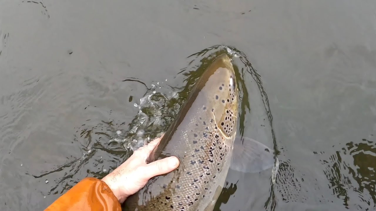 Lašišos sezonas 2025 / Salmon season 