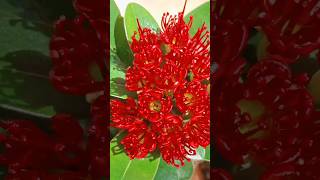 Rosids Plant Flower Roseda Plant Garden