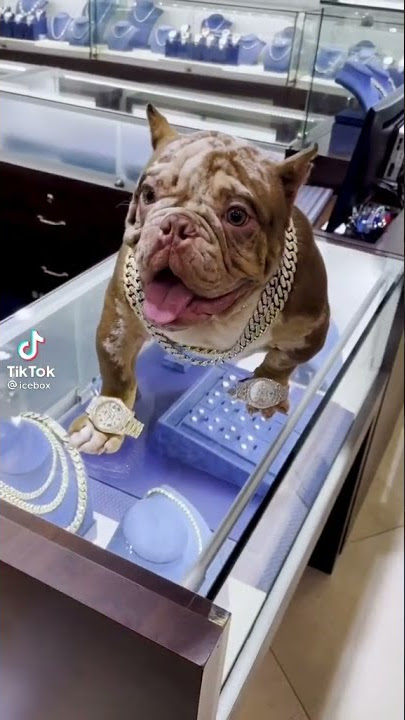a iced out dog🙀🦴🐶