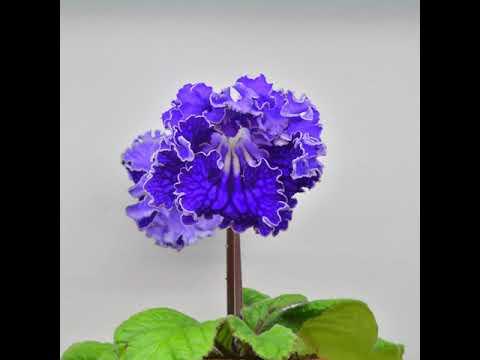 Vídeo: Streptocarpus: Delicat I Refinat