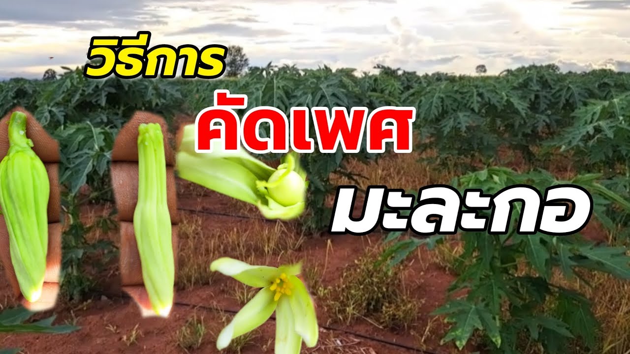 วิธีการ คัดเพศ  คัดดอก  มะละกอแขกนวลดำเนิน