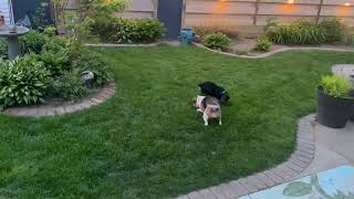 Video Of Adoptable Pet Named Ava Rose Kl In Ri