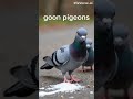 Goon Pigeons