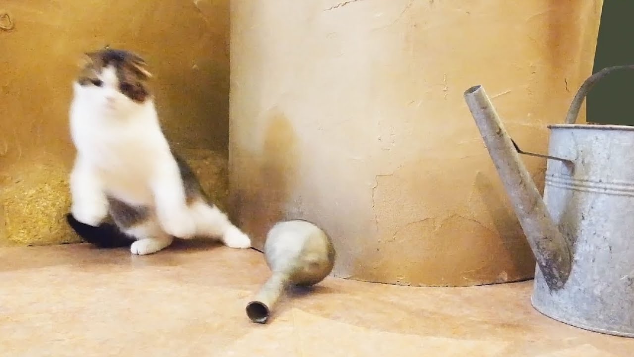 猫カフェ 横浜 Cat Surprised - 9 Loop Videos