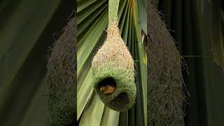 You Won't Believe How Weaver Bird Build Nest That's Amazing Bird Construction #birds #viralshort
