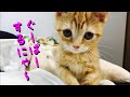 グーパーする子猫が可愛すぎて悶絶します【マンチカン】