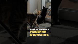Дважды пожалел о решении отомстить 😿