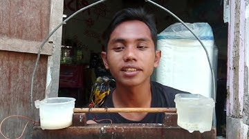pemula harus tau cara mandikan burung di sangkar layang agar burung cepat jinak