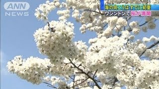 ワシントンで早くも桜満開　異常気象か？（12/03/18）