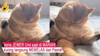 VERY FUNNY/BANDEL cat gets JEWER umi when it gets angry/compilation of funny cats/#CT