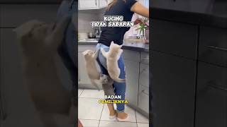 Download Lagu Kucing naik ke punggung pemiliknya MP3 Download Lagu Kucing naik ke punggung pemiliknya MP3