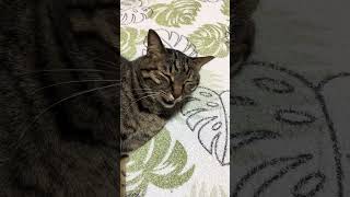 My cat hit 1000 views 😭🐱 #cat #cute #pet #catlover