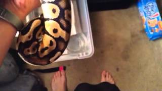 Ball python update