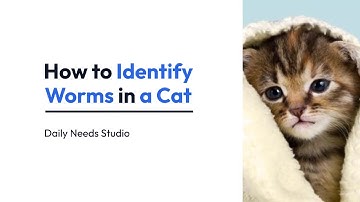 How to Identify Worms in a Cat | Daily Needs Studio