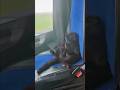 ​I think I have a cat now... 🐈✨unknownartist ​#trucking #cat #cute #trucklife  #funny #trucker