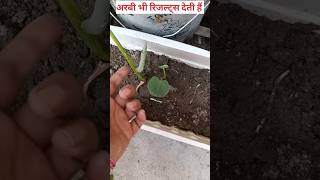 अरबी भी रिजल्ट्स देती हैं #plants#fertilizer#seeds#report#secrettips#howto#grow##garden#aarvi#अरबी