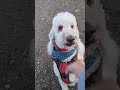 走るの大好きだ #スタンダードプードル #犬動画 #dog ワン
