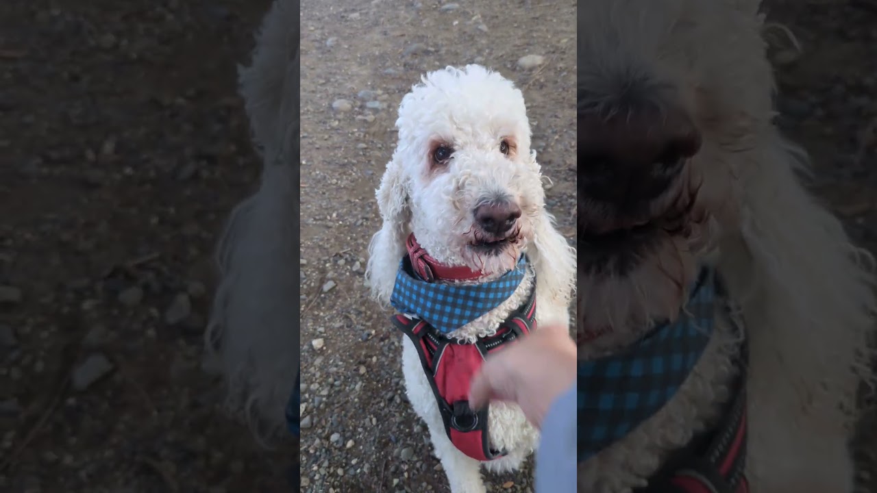 走るの大好きだ #スタンダードプードル #犬動画 #dog ワン