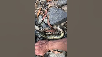 Chạch đầu mùa mưa#câu cá suối#thư giản cuối tuần