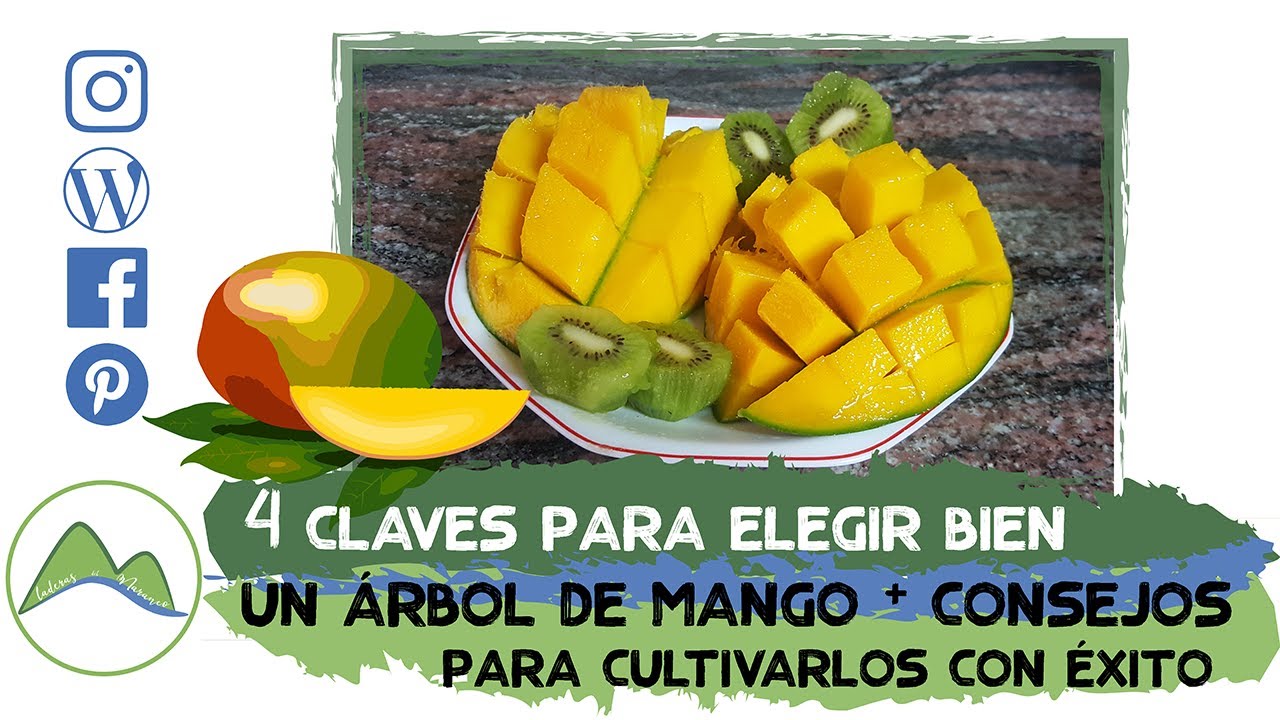 Cómo elegir, plantar, y cuidar un árbol de mango correctamente. 4 claves | LdN