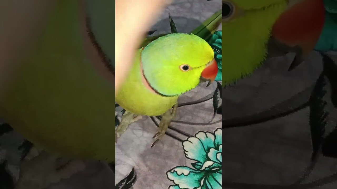 tum kon ho ma mithu hu 