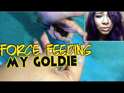 force feeding my goldfish