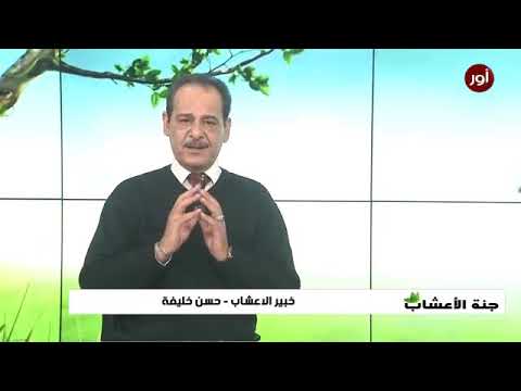 حبوب اللقاح مع العسل فوائد جدا رهيبه للمناعه والعقم والصدر وللنشاط خبير الاعشاب حسن خليفه