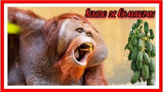 Sonido del Orangutan