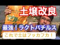 土壌改良最強資材ラクトバチルス！これでつちはふっかふか！