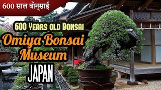 600 years old Bonsai | Omiya Bonsai Museum Saitama Japan | Masahiko Kimura | Garden