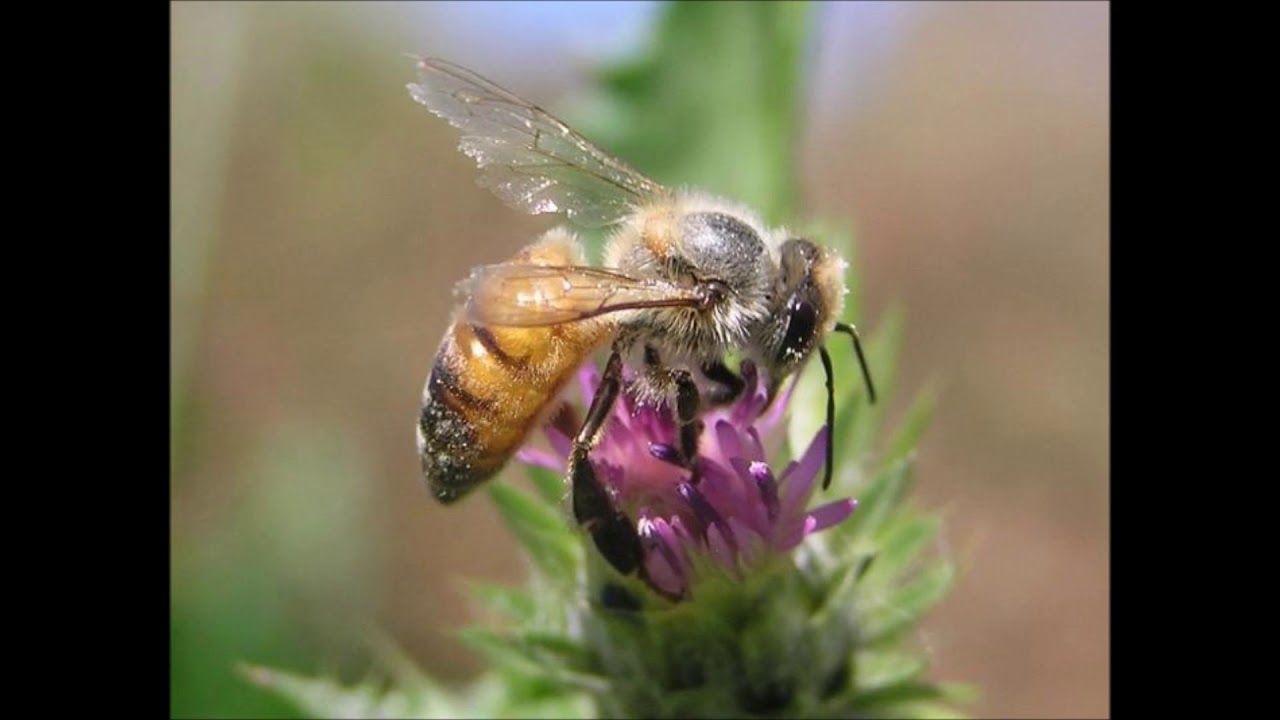 محاضرة رائعة عن انتخاب الملكات وتحسين صفاتها د.علي البراقي