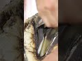 Watch the Latest Full Video on the Channel! #shorts #farrier #satisfying #asmr