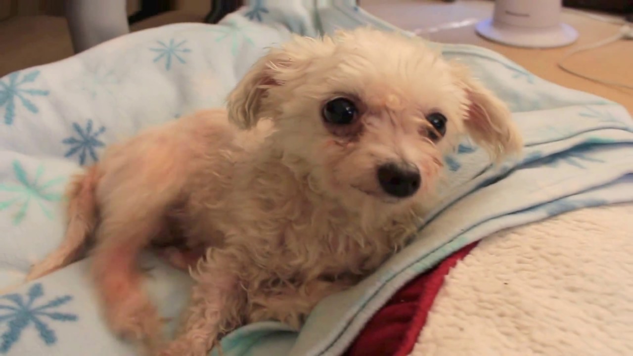 Raspberry, a 12-year-old Poodle at Muttville-Adopted! rescue dogs rock nyc