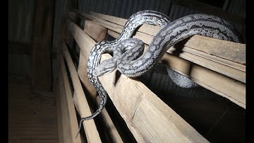 Wild Murray Darling Carpet Python
