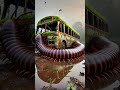 AI Travel Exploring - Mysterious #trending Amazing Jungle #short #part39 #owl