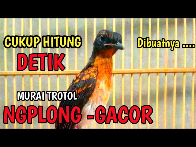 Pancingan murai trotol agar GACOR| Sangat cocok untuk terapi murai batu trotol belajar BUNYI NGPLONG class=