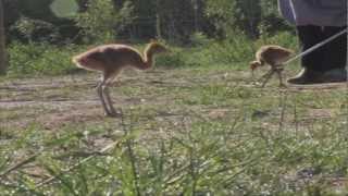 Crane Project Conservation Film