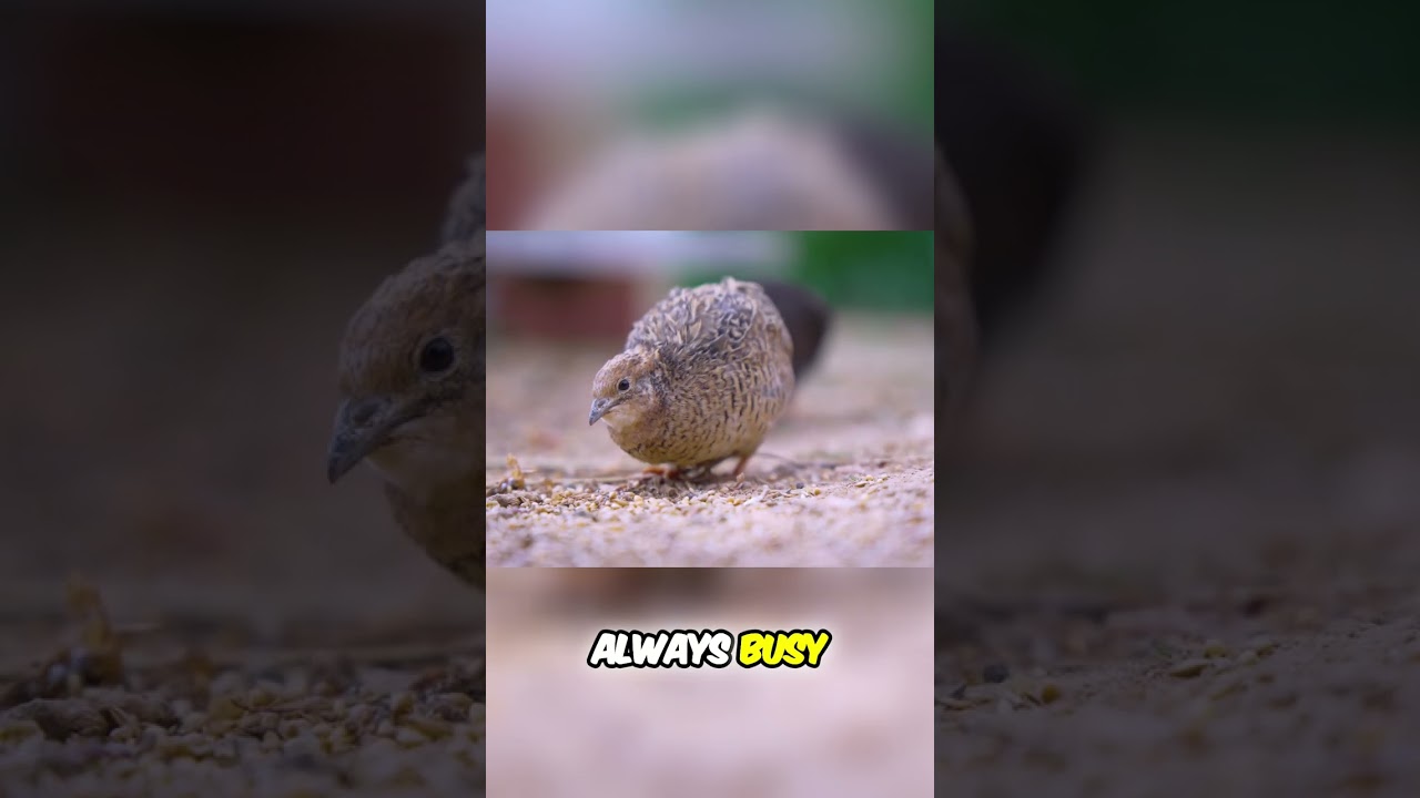 Какая птица на самом деле более занята: перепела или зебровые вьюрки? 